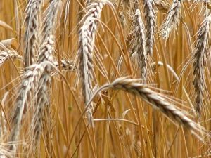 The Harvest Festival