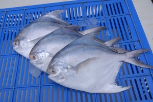 Pomfret