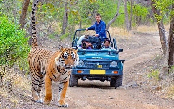  Jim Corbett National Park, Uttarakhand