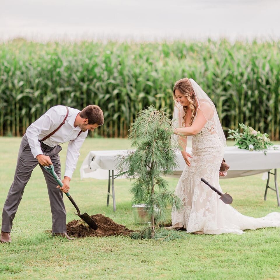 tree plantation for eco friendly wedding